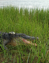 Alligator in a salt marsh creek